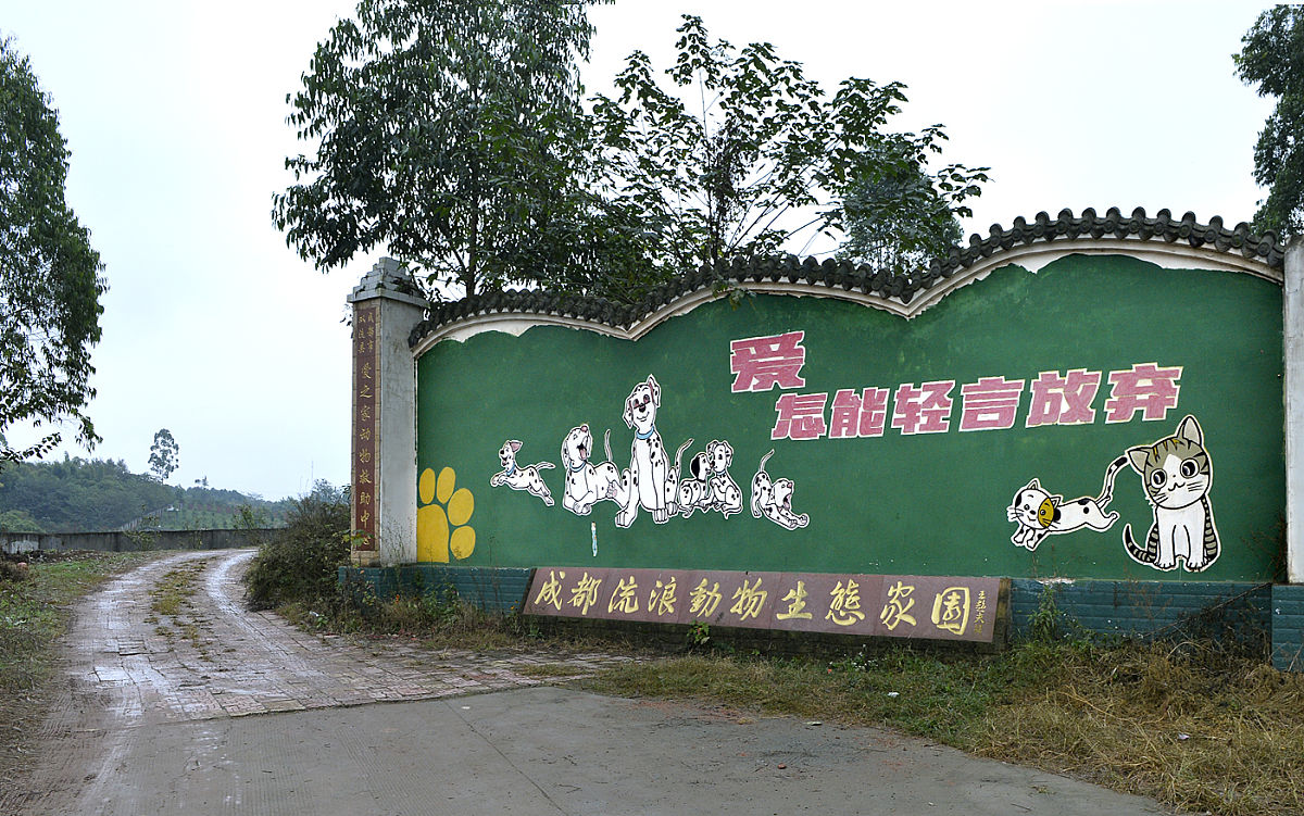 2015年11月13日,成都,大妈救助近5000只流浪猫狗,月花20万欲寻接班人.