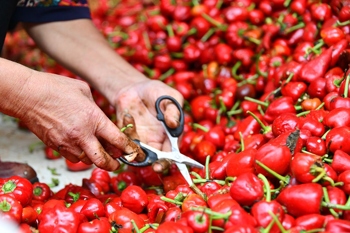 2021年遵义幼师学校秋季招生