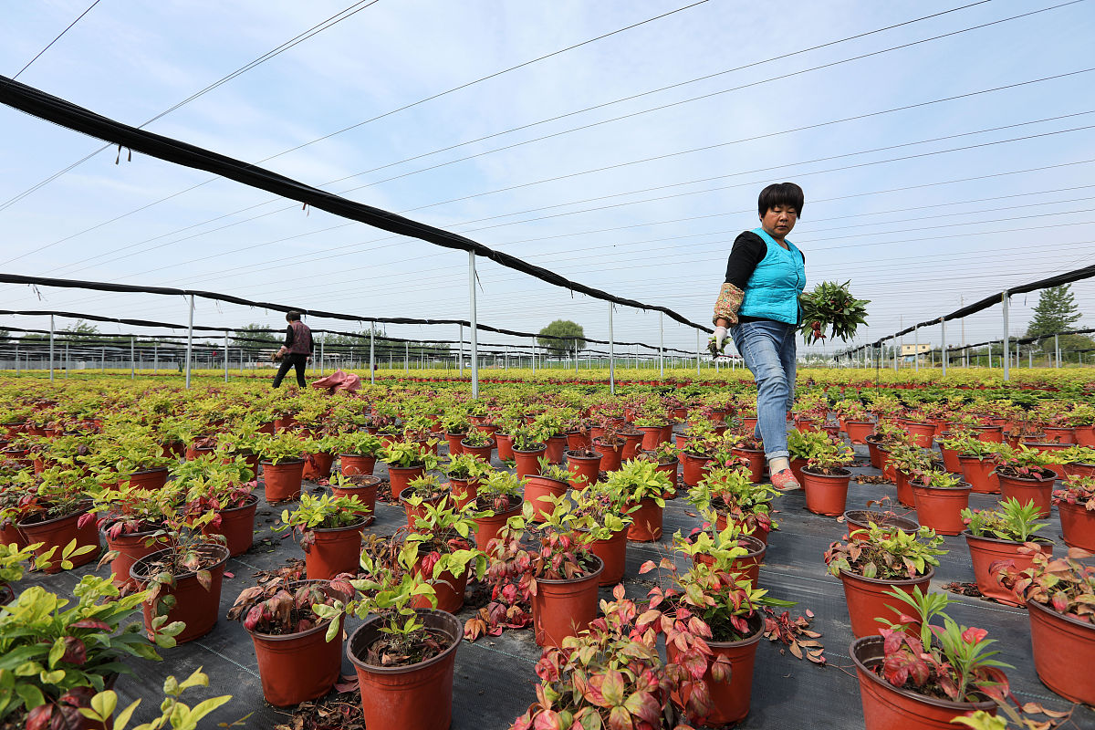大兴安岭职业学院林业技术专业课程设置：全面掌握林业知识和技能
