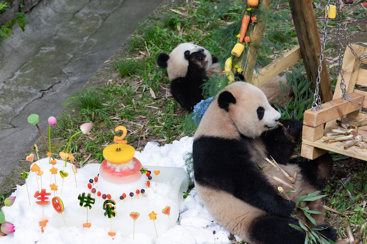 写一篇大熊猫丫丫回国的具体情况的短视频文稿