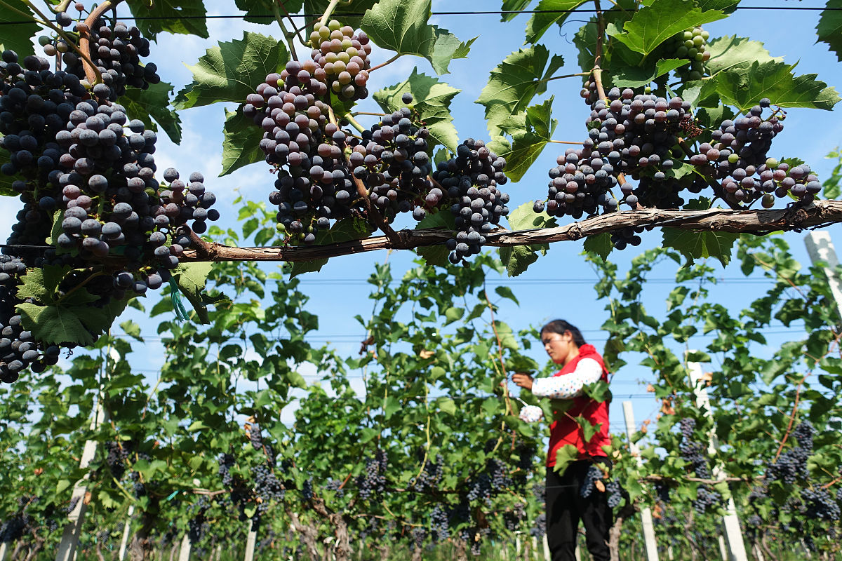 写一份高州金果园开发公司卖给湛江科技学院廉江红橙的经济合同