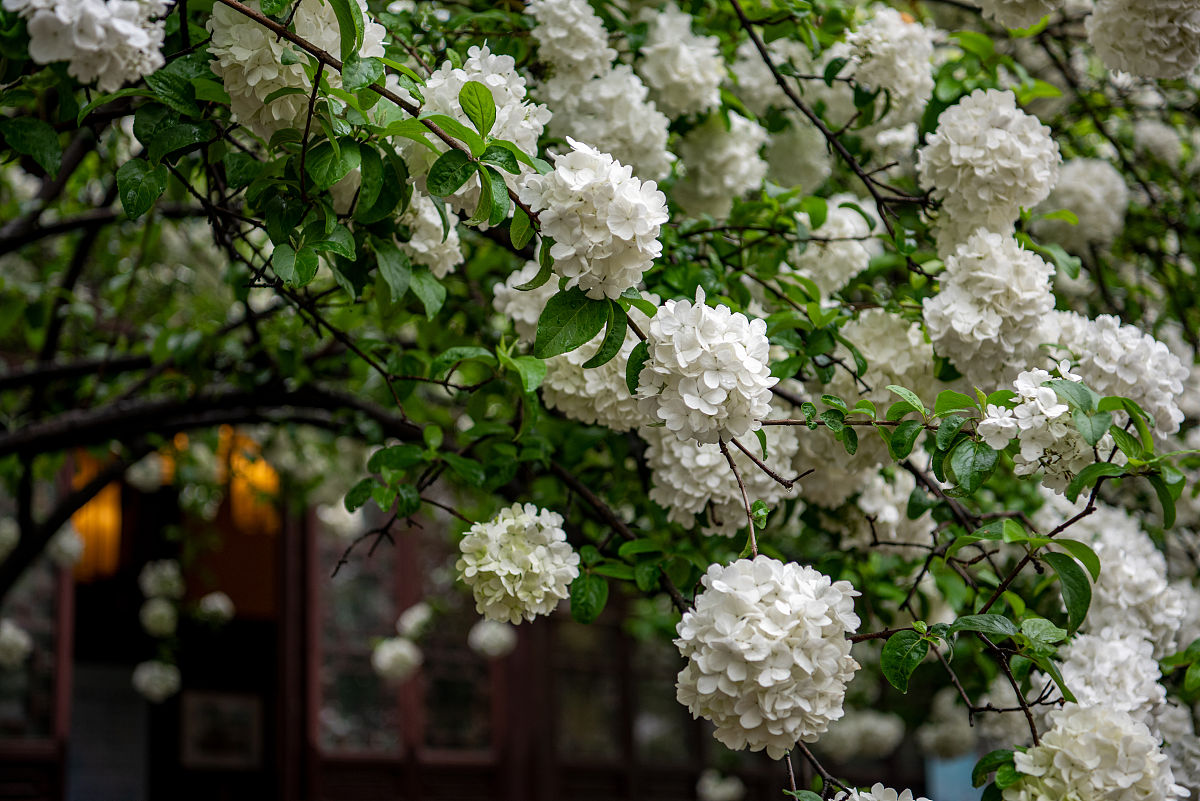 2021年4月2日,绣球花开时候,南京清凉山的崇正书院门前的两颗绣球花树