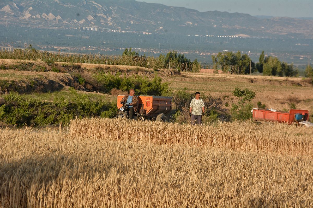 粮食安全：中国储备2年15亿人口粮，乡镇复耕背后的思考