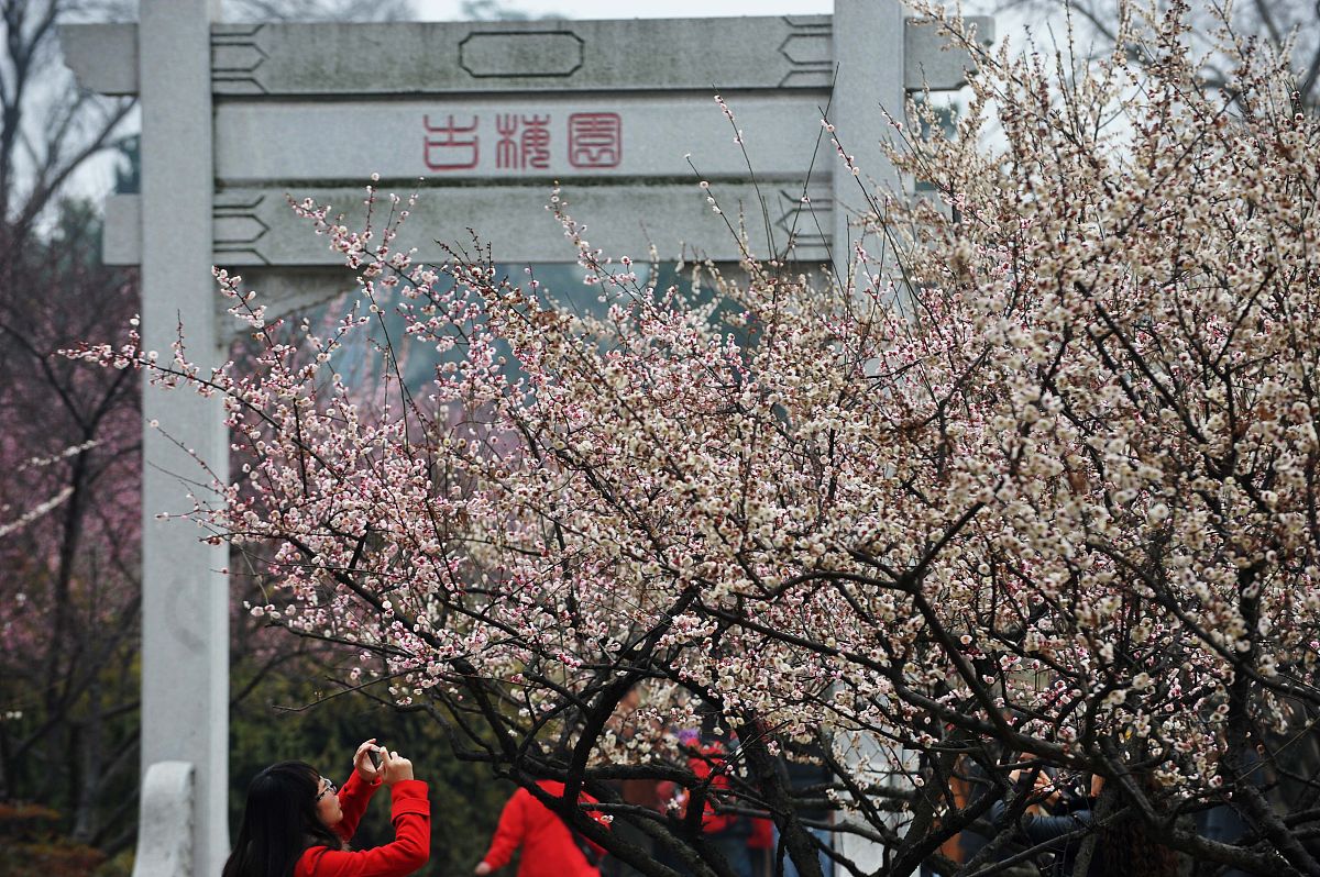 请创作一首赞美杏花的七言律诗内容要求包含地点卞桥镇