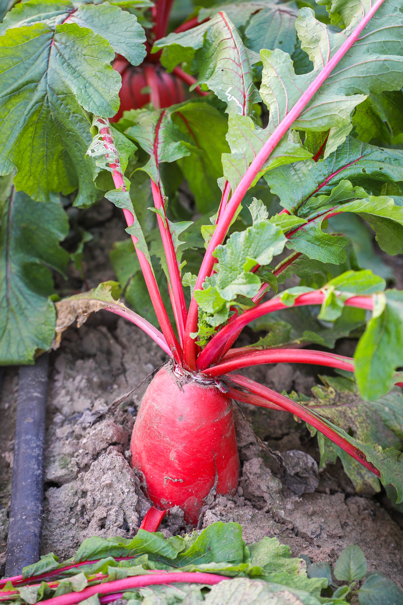 甜菜根的功效与作用禁忌