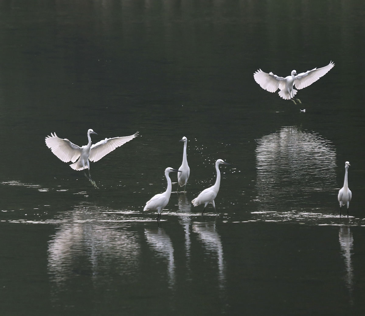 白鹅的旅行：春天里的优雅舞者