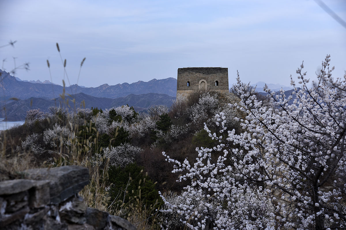 2021年3月31日,北京密云云蒙长城滴溜山长城段的大片山桃花盛开,给古