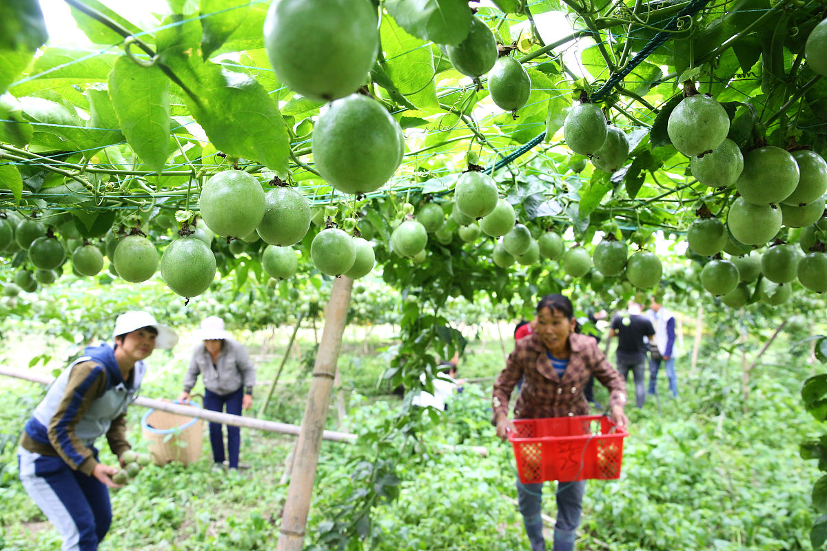 百香果种植指南：从种苗选择到采摘，全面解析