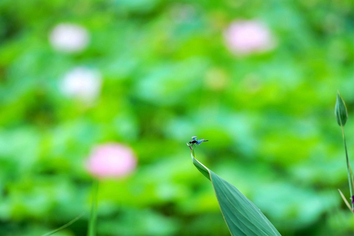 夏日颂歌：感受生命的气息，歌颂美好夏天