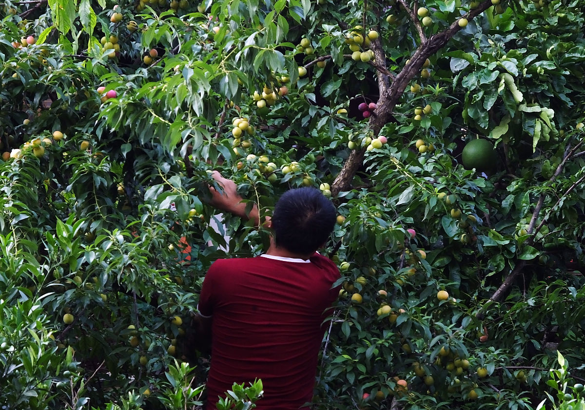 周吉成和李晴川：果园守护者的故事