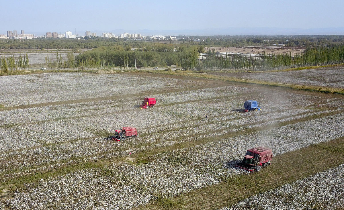 50公顷棉花地能收获多少皮棉？产量估计及影响因素