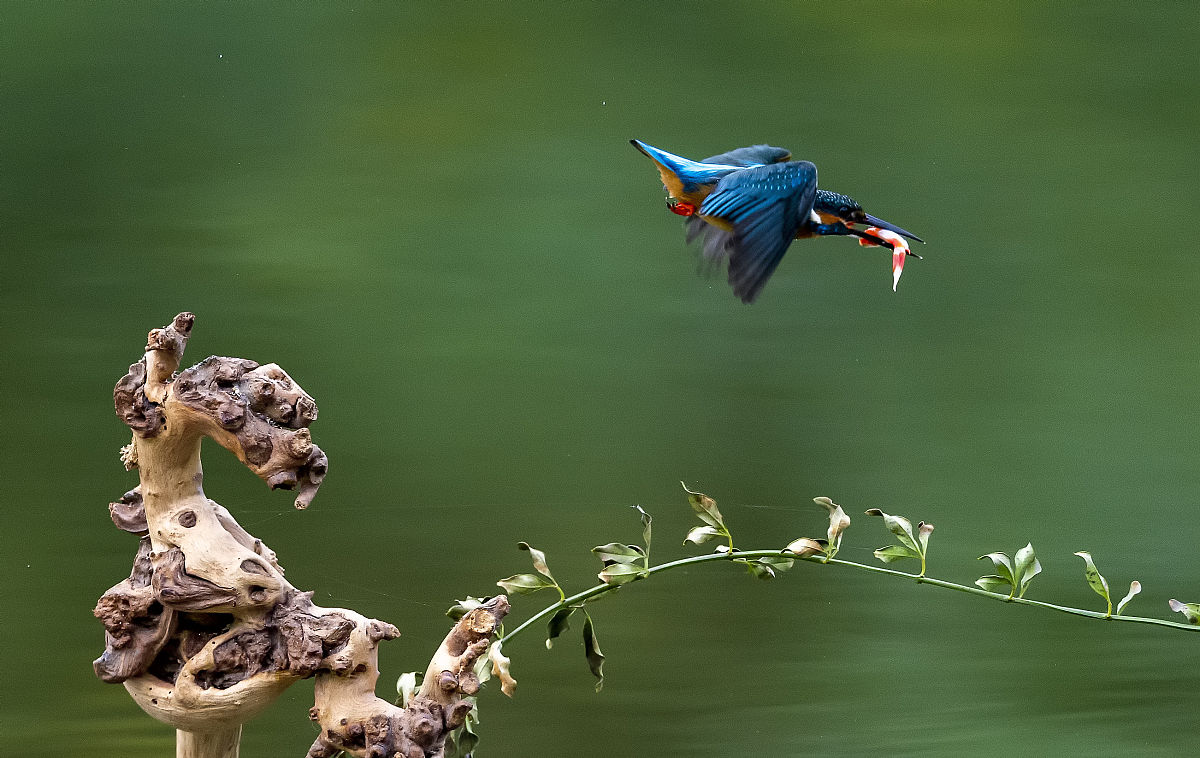 请写一份活动策划书主题是同学们春天里在校园内拍摄动物目的包含促进同学们的生活学习热情之类的