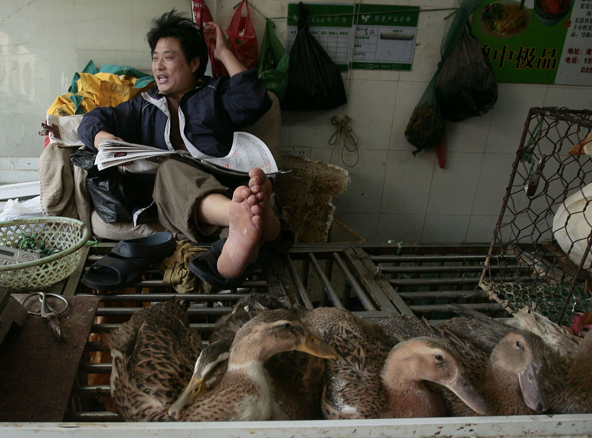 农场里鸡的只数是鸭的3倍。一个客户订购了鸡180只鸭40只剩下的鸡、鸭只数相等。原来鸡、鸭各有多少只？