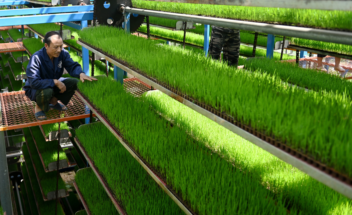 帮我写一个走好中国式现代化道路论文1500字围绕中国农业的发展在当下做为新时代的青年我们怎么推进智慧农业的发展。总好中国式现代化农业