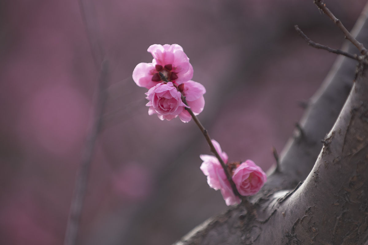 山东泰安卫生学校2021年招生简章