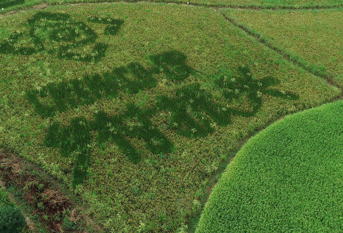 设计乡村振兴类游戏要求有创新创意游戏名称：乡村振兴计划游戏背景：玩家扮演一名来自城市的年轻人回到自己的家乡带领乡亲们一起打造一个更美好的乡村。游戏玩法：1建设乡村：玩家需要在游戏中建设各种设施如农田、养殖场、工厂等来提高乡村的经济发展水平。2招募人才：玩家需要在游戏中招募各种人才如农民、工人、科技人才等来提高乡村的生产力和科技水平。3发展农业：玩家需要在游戏中发展农业选择适合当地的作物和养殖方式来
