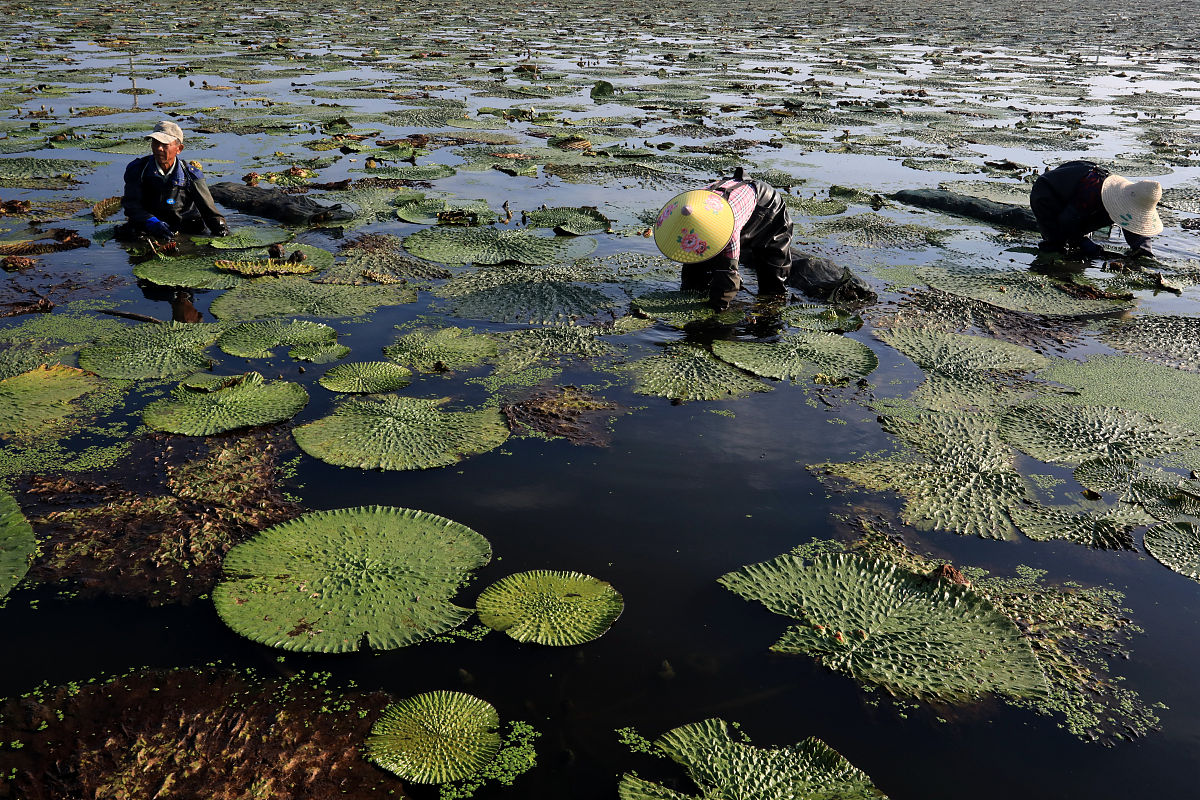 芡实收获时间：9月至10月，教你如何采摘保存