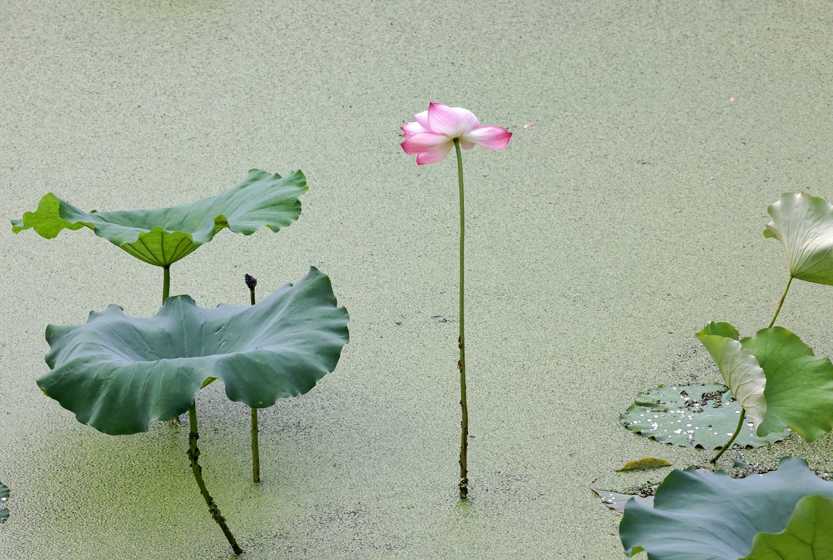 荷叶田田是什么意思