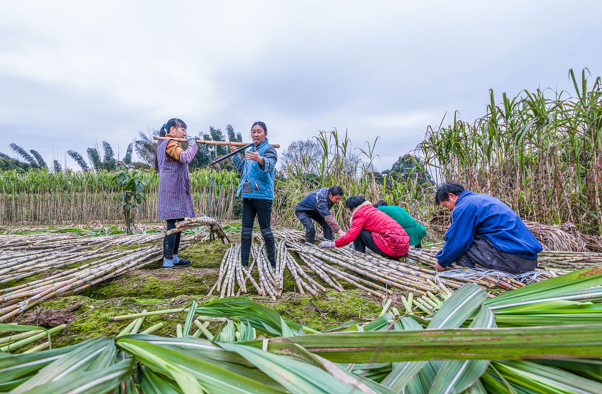 甘蔗种植技术全攻略：现状、播种、管理、收获