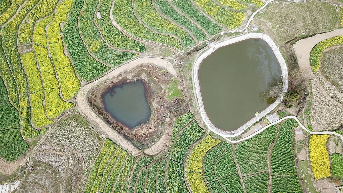 2019年3月24日,陕西安康,航拍凤堰古梯田,油菜花金黄一片.