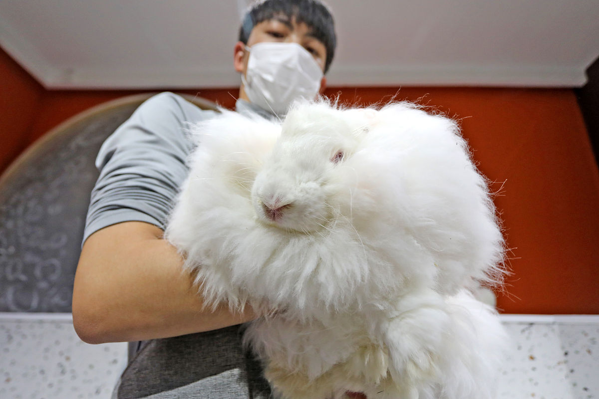 养一只猫猫兔需要注意什么