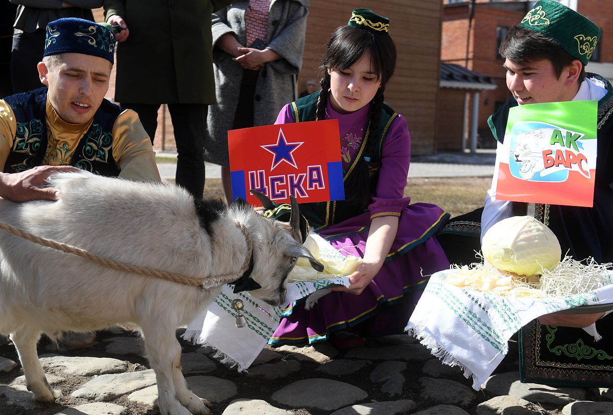 当地时间2018年4月17日,俄罗斯喀山,被指定预测2018年世界杯的山羊"鲍