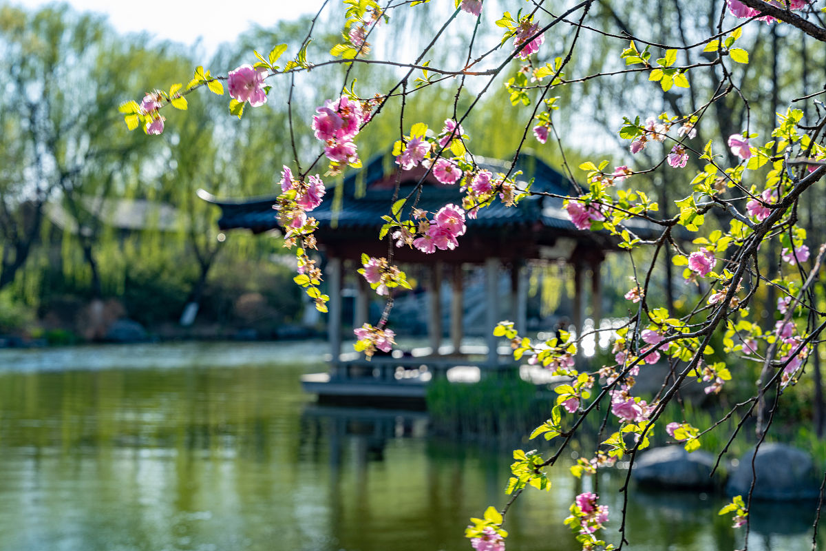 根据这段描述：春天的景色梨花淡白柳树深绿飞舞的柳絮和盛开的花朵充满了整个城市。作者提到了东栏上的两株雪表现了人生短暂的感慨。春天是一年中最美好的季节这首诗通过描绘自然景色来表达生命的短暂和珍贵。来作诗一首