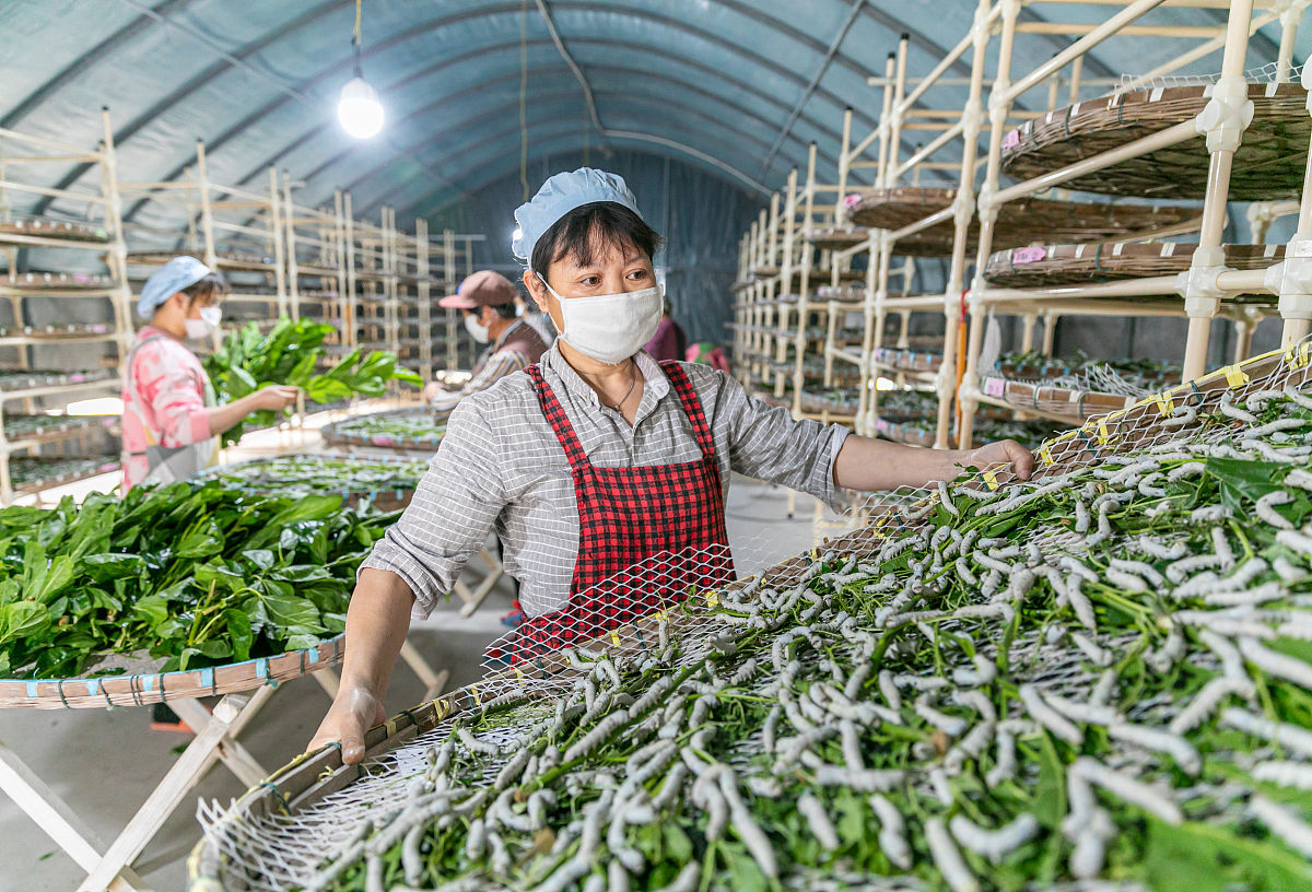 蚕桑生产与经营专业就业方向与前景深度解析
