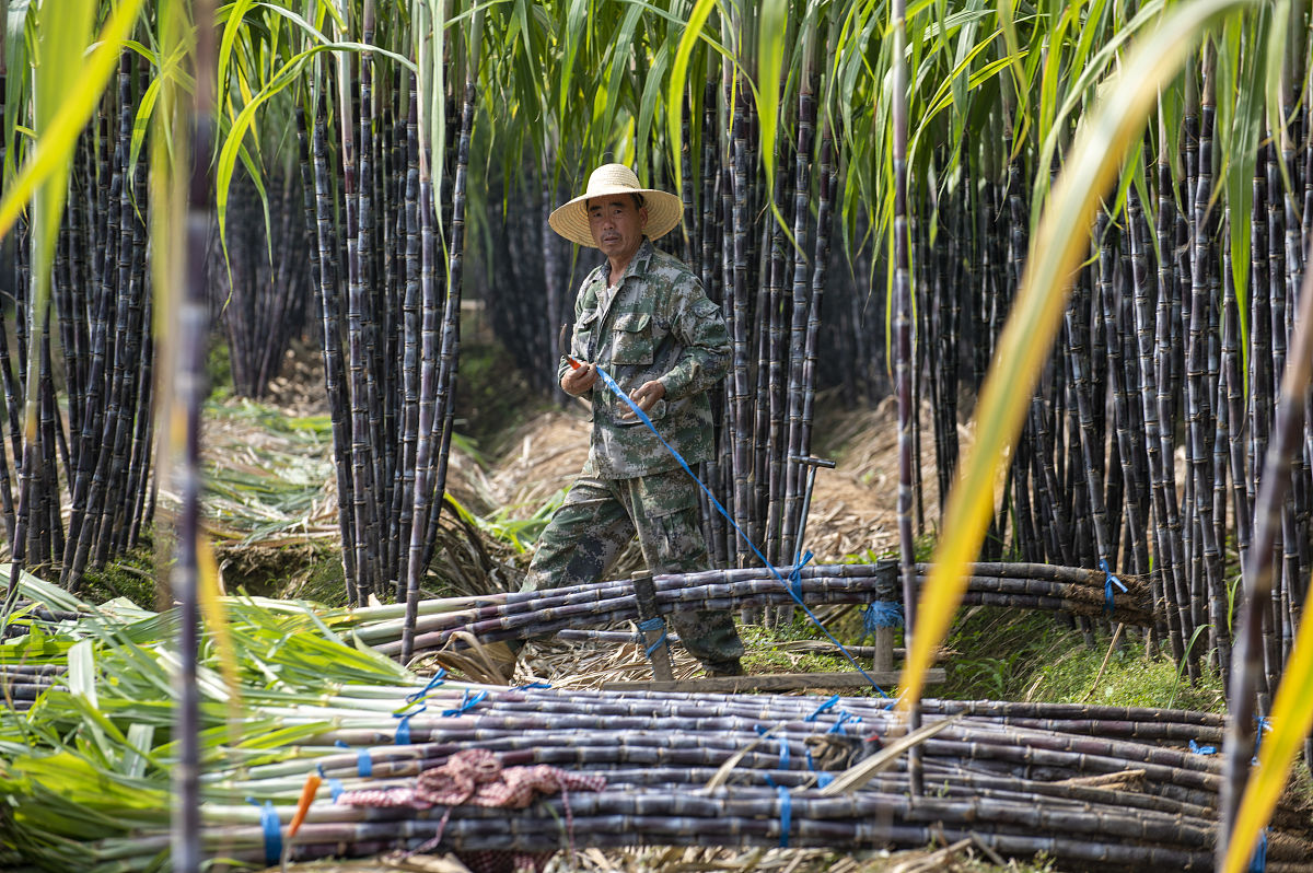 湛江的甘蔗的种植现状、播种、田间管理及收获情况