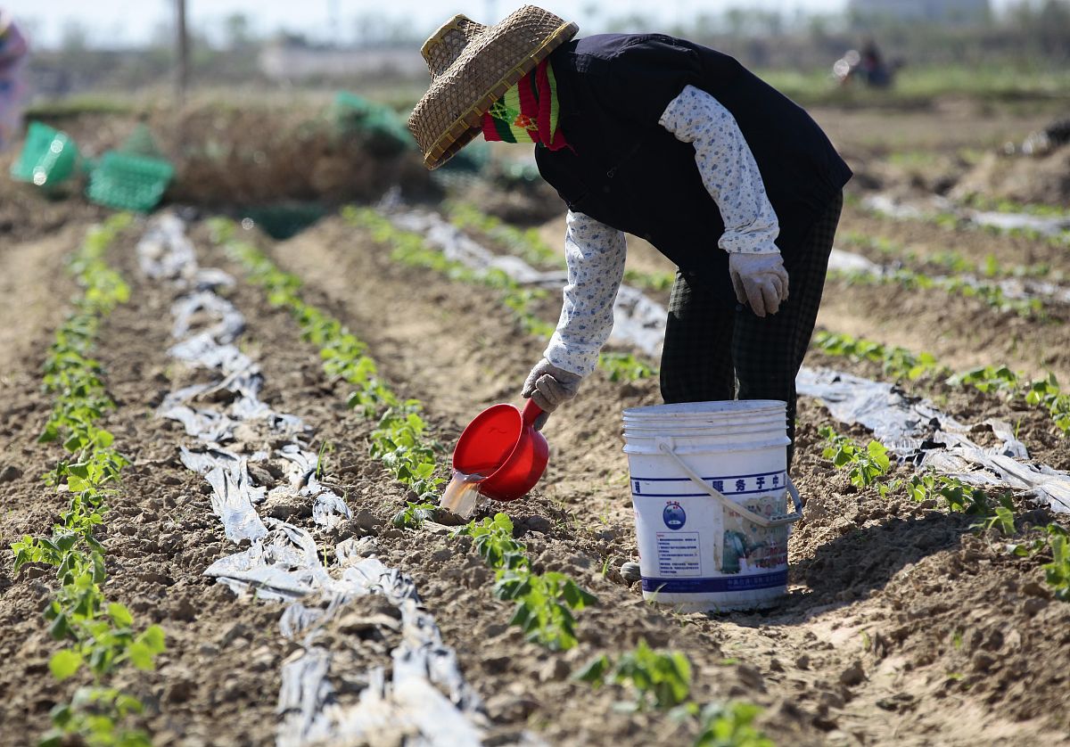 移栽工业辣椒浇水的时候放点磷酸二氢钾可以吗 不少于300字。