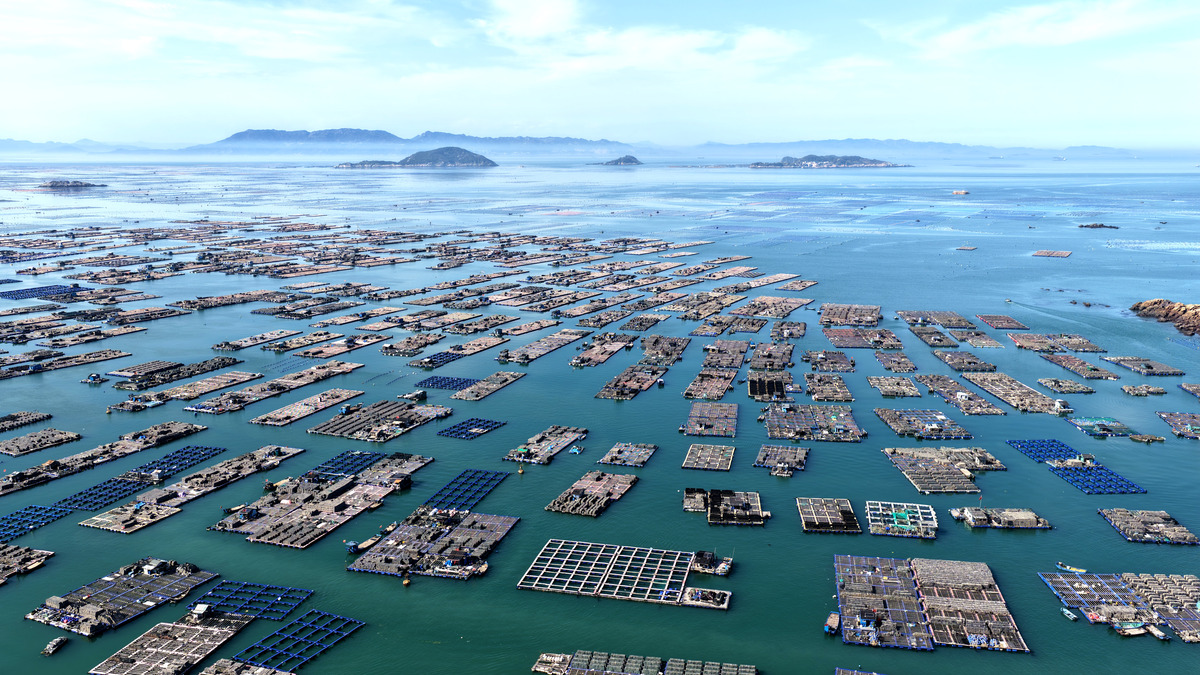 2026年4月4日,福建连江,养殖工人在赤才村海域海洋于.