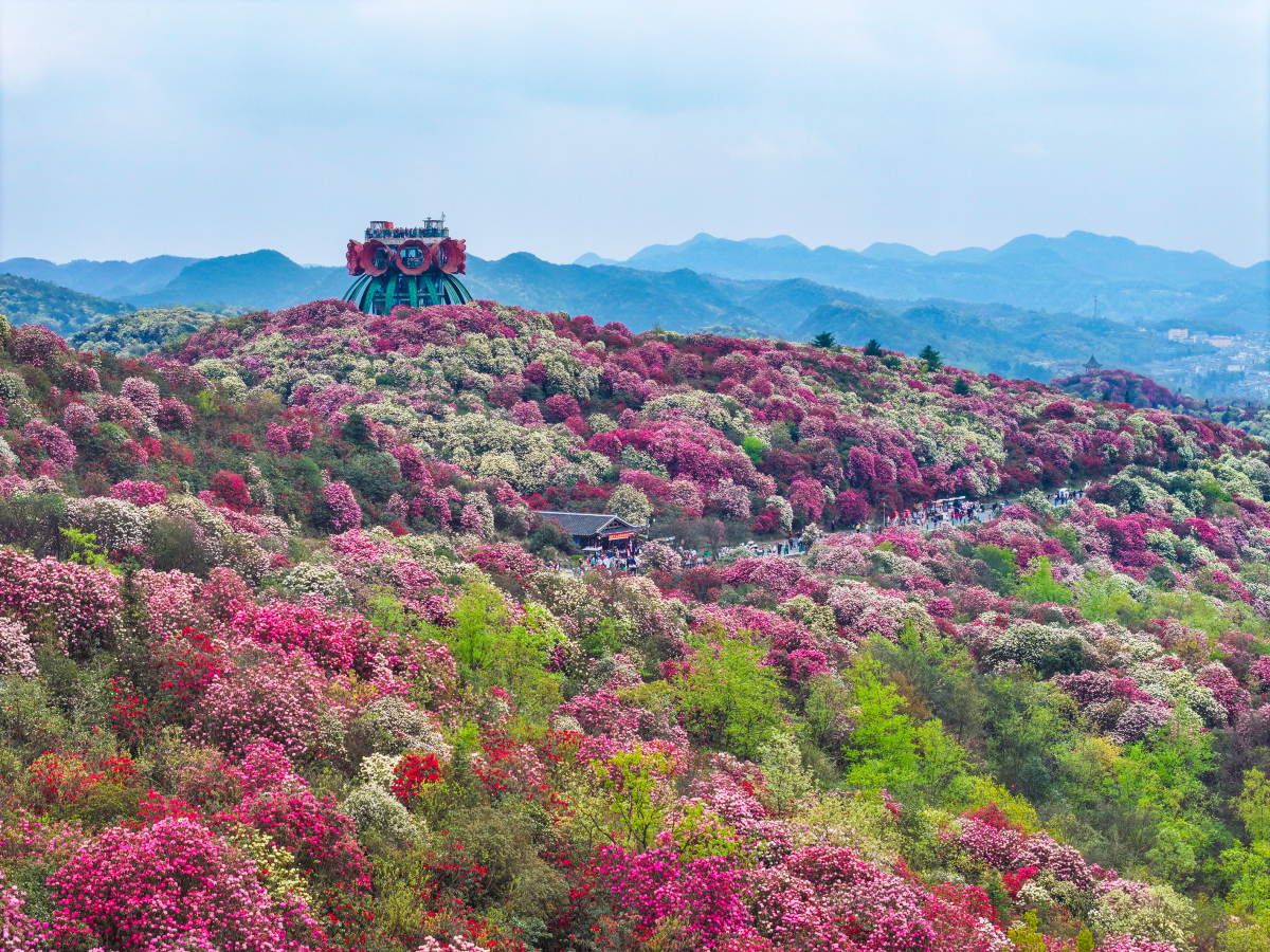 贵州毕节百里杜鹃景区旅游攻略