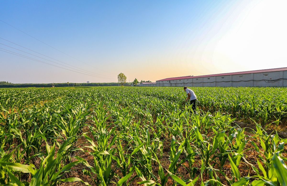 种玉米行距株距种玉米的行距和株距会因不同的品种、生长期、土壤条件、气候等因素而有所不同。一般来说行距和株距的设置应该以保证玉米的生长发育和产量为主要目标。行距：一般在70-80厘米之间较为常见的是75厘米也有的地方会根据土壤条件和机械化程度适当调整行距。株距：根据不同品种和生长期株距也会有所不同。一般在30-40厘米之间较为常见的是33厘米和38厘米。株距过密会影响玉米的生长和通风株距过宽则会浪费