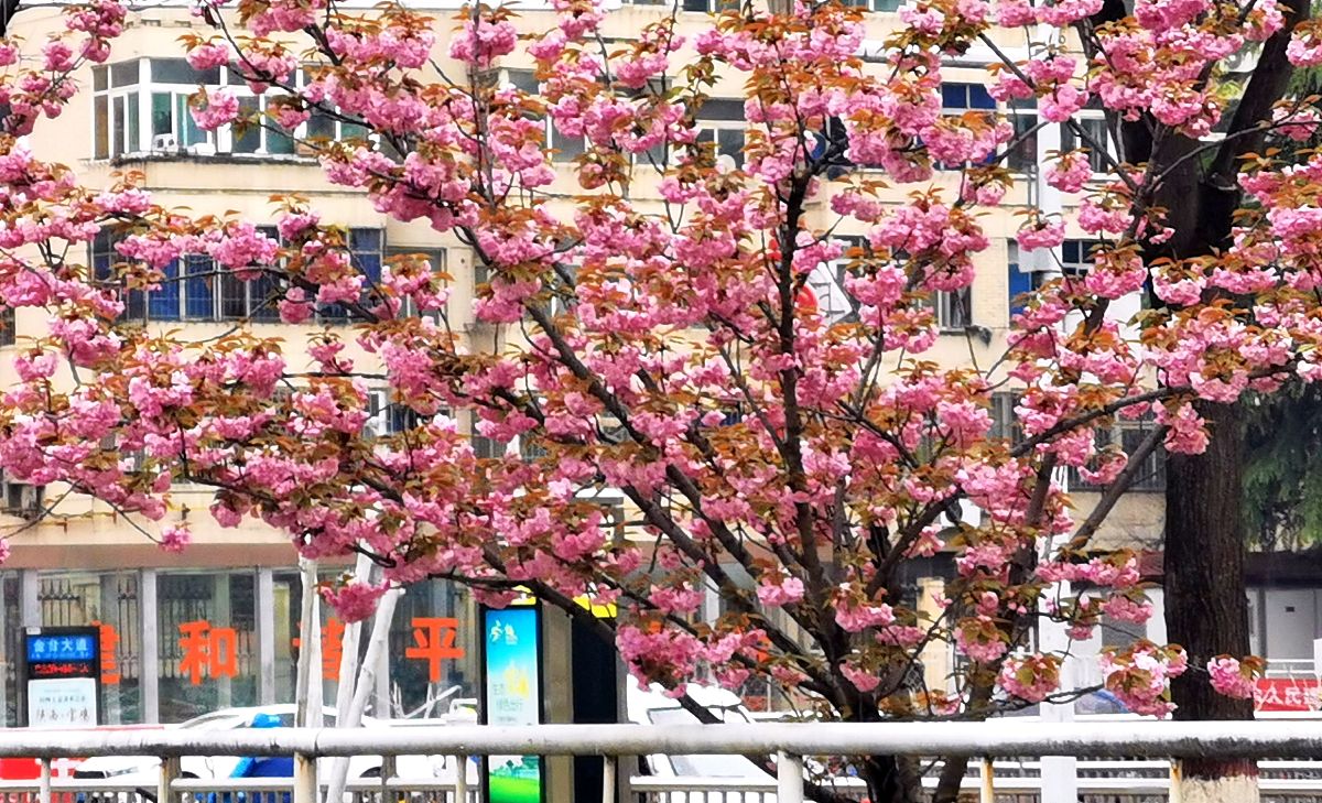 宝鸡中专学校哪个好好不好