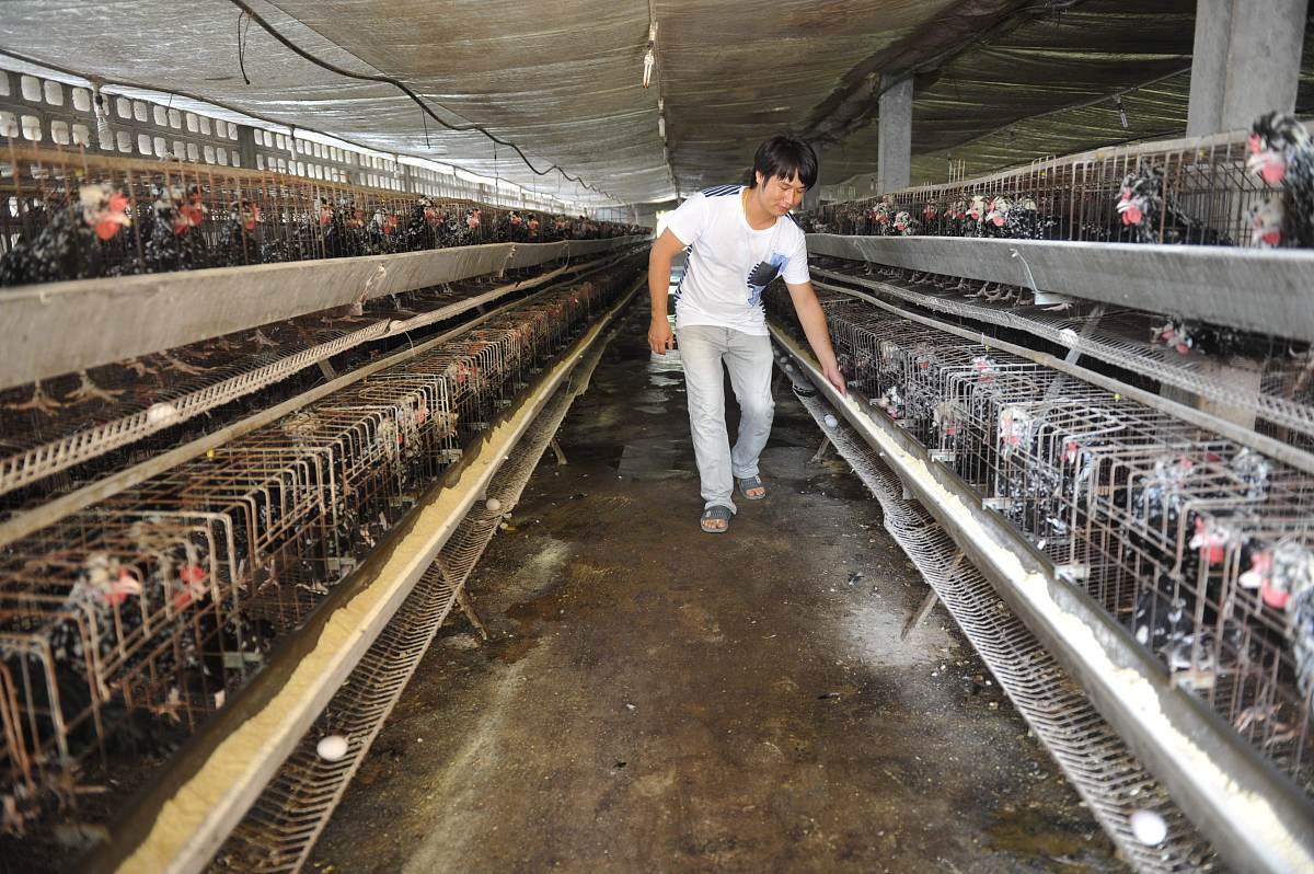 如何利用计算机视觉技术实现对鸡舍中低产蛋鸡的识别。