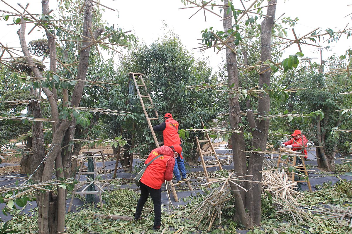 桂花太高了怎么变矮400字