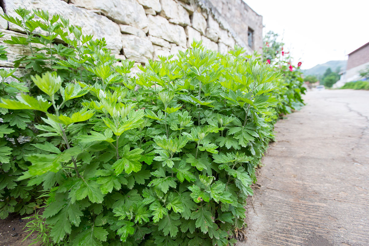 南阳艾草产业基地概览：邓州、南召、方城、镇平等种植区介绍