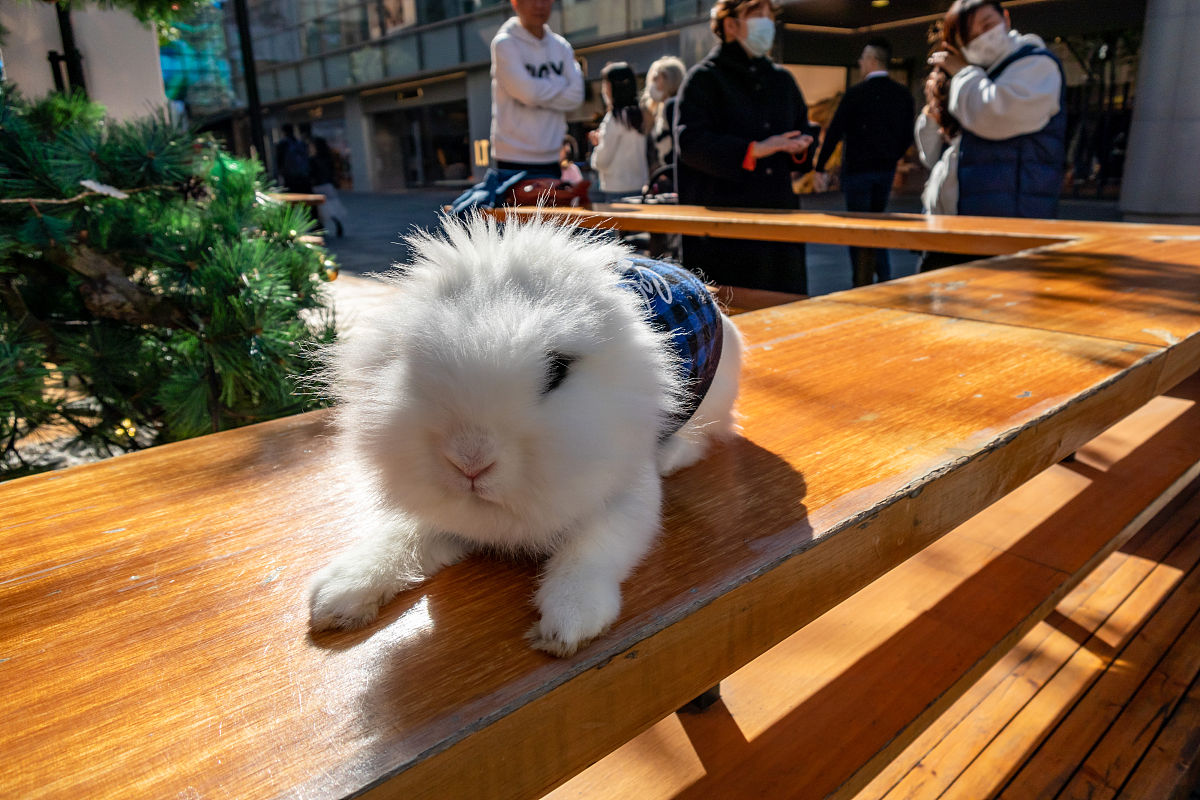 给我再增加一些宠物的图片