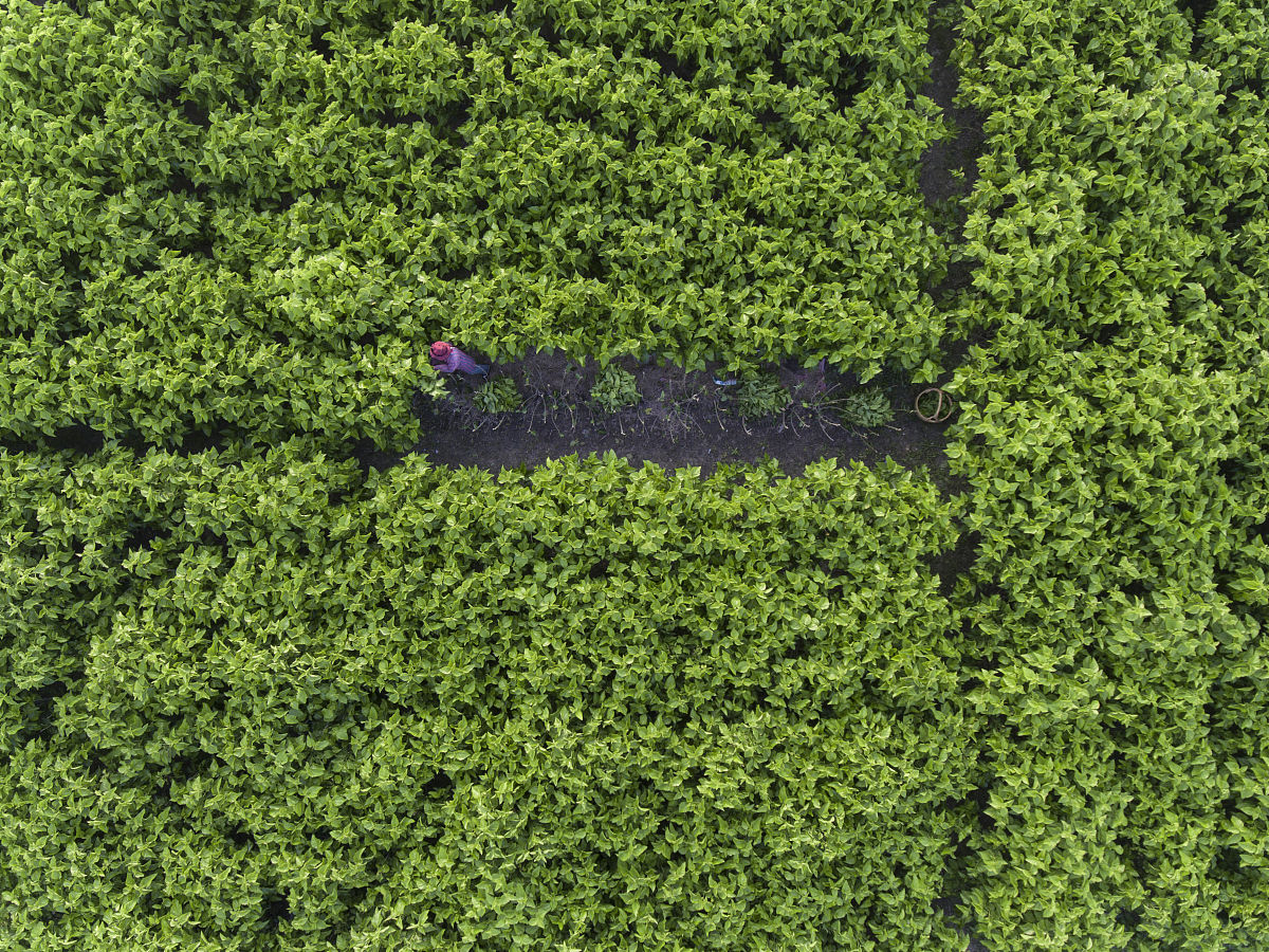 蚕桑技术专科课程有哪些？用发