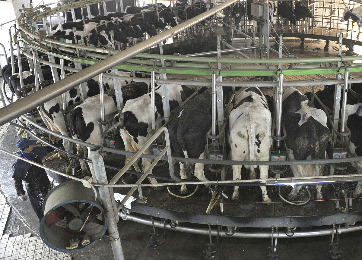 不法奶牛是什么意思_词语不法奶牛的意思