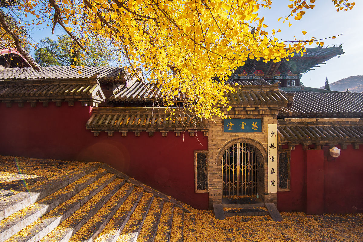 2019年11月15日,郑州嵩山少林寺的几棵千年银杏树满身金黄.