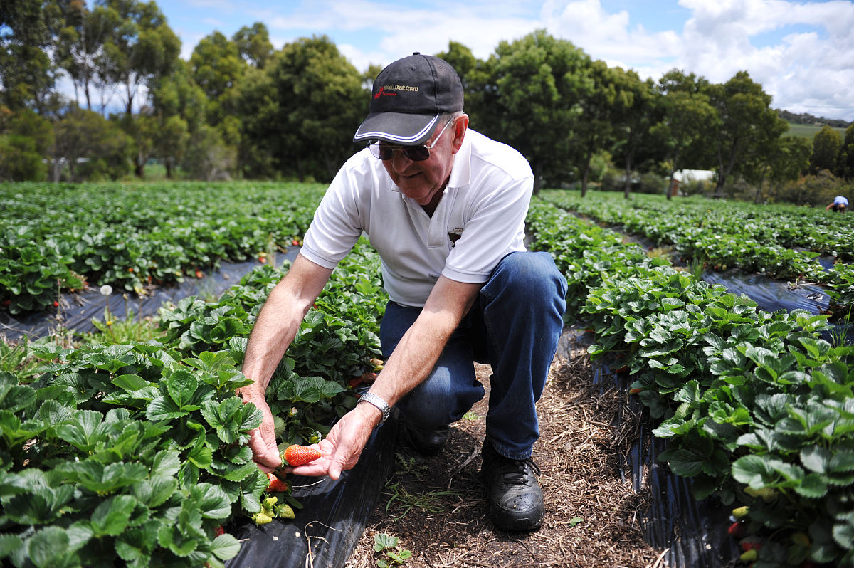 难忘的农村采摘之旅 - 小学作文
