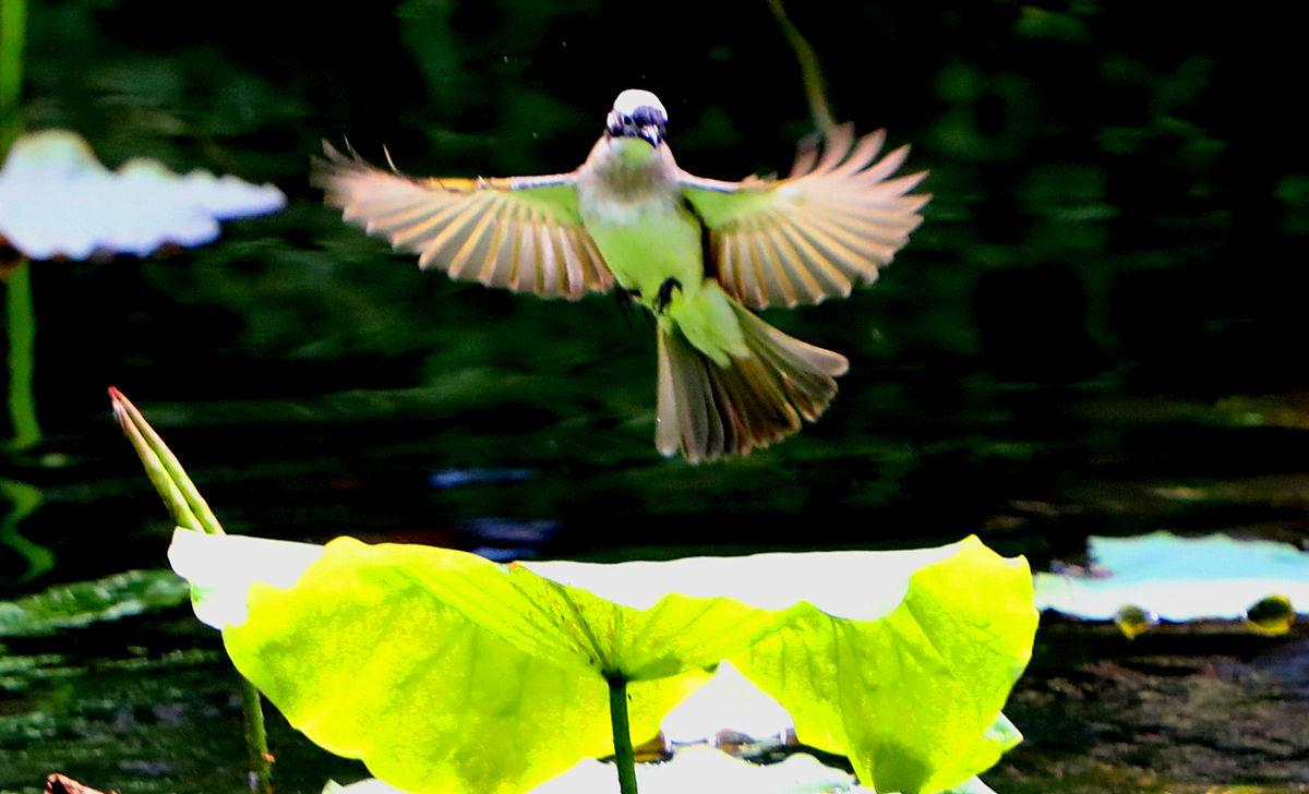 大自然的奇妙声音：鸟鸣、风声、流水声