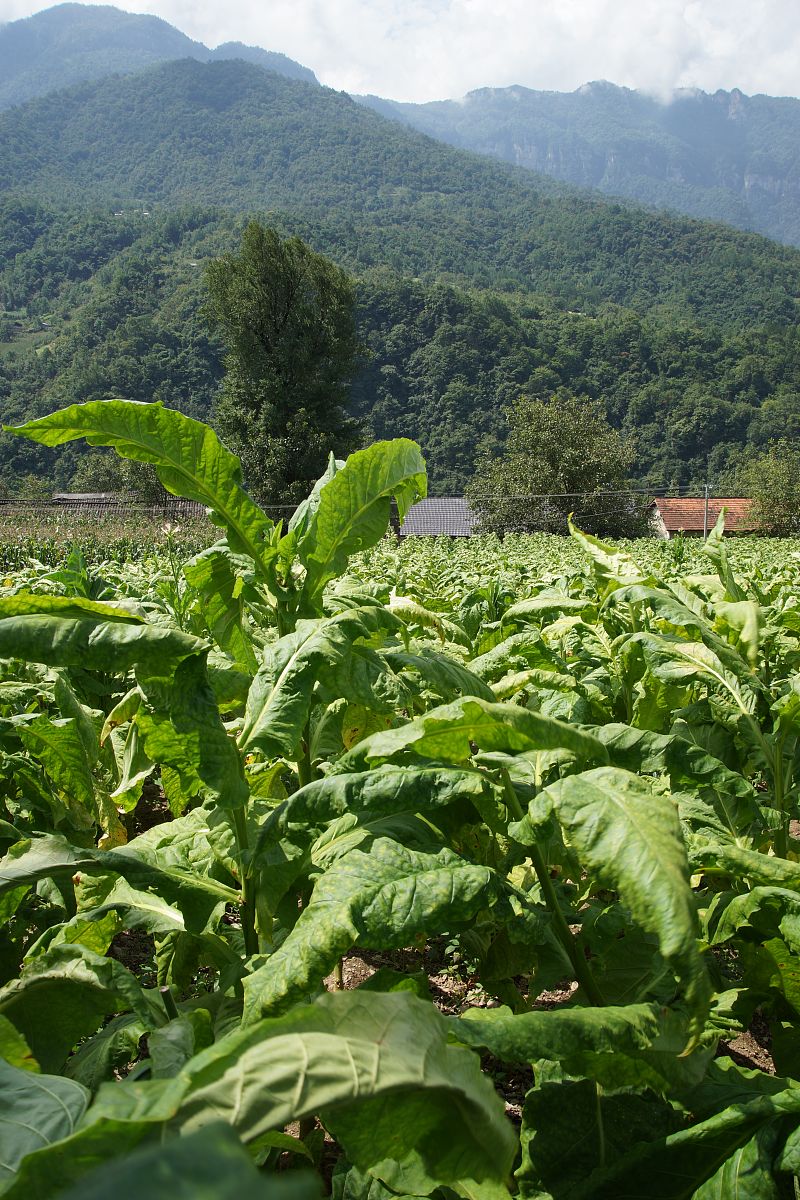 2020中国烟草总公司青州中等专业学校招生专业及相关信息