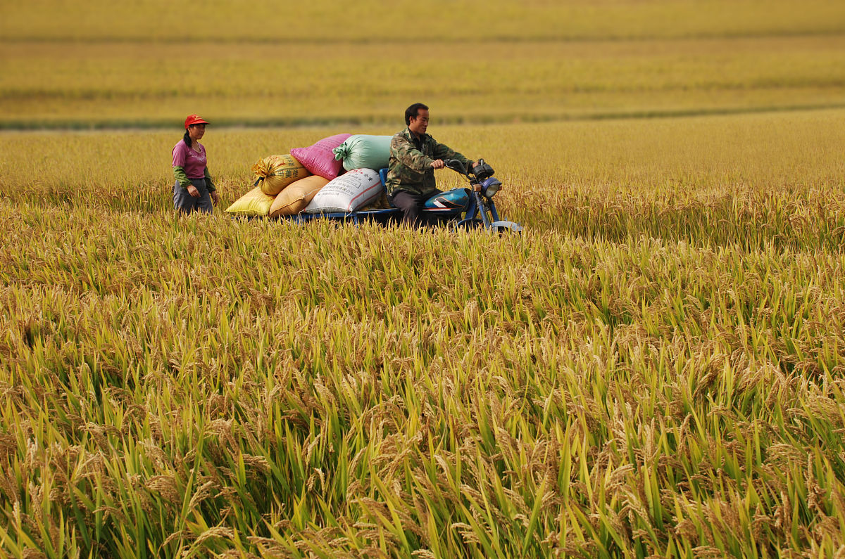2023年镇干部党建引领乡村振兴调研报告