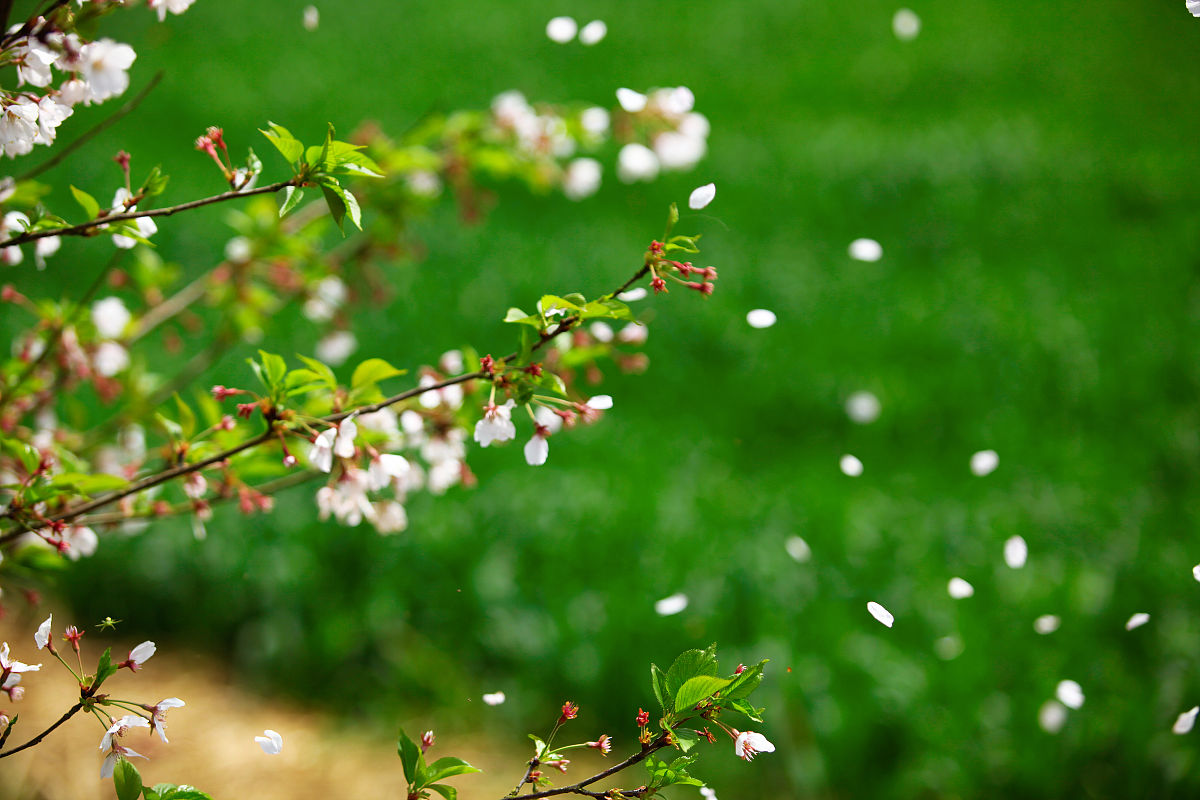 春雨的魔力：滋润万物，带来幸福