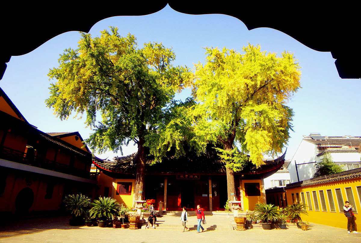 2019年11月14日,在苏州定慧寺,游客被古银杏渐乏金黄的美景吸引.