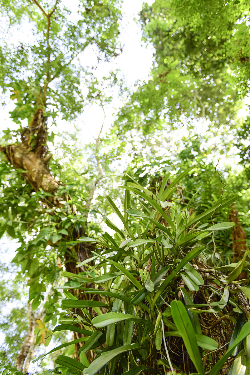 樟树枝有预防鱼发病的作用吗？