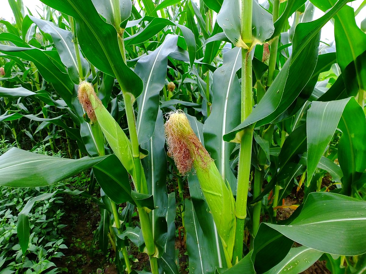 玉米密度栽培综述：理论、实践与未来