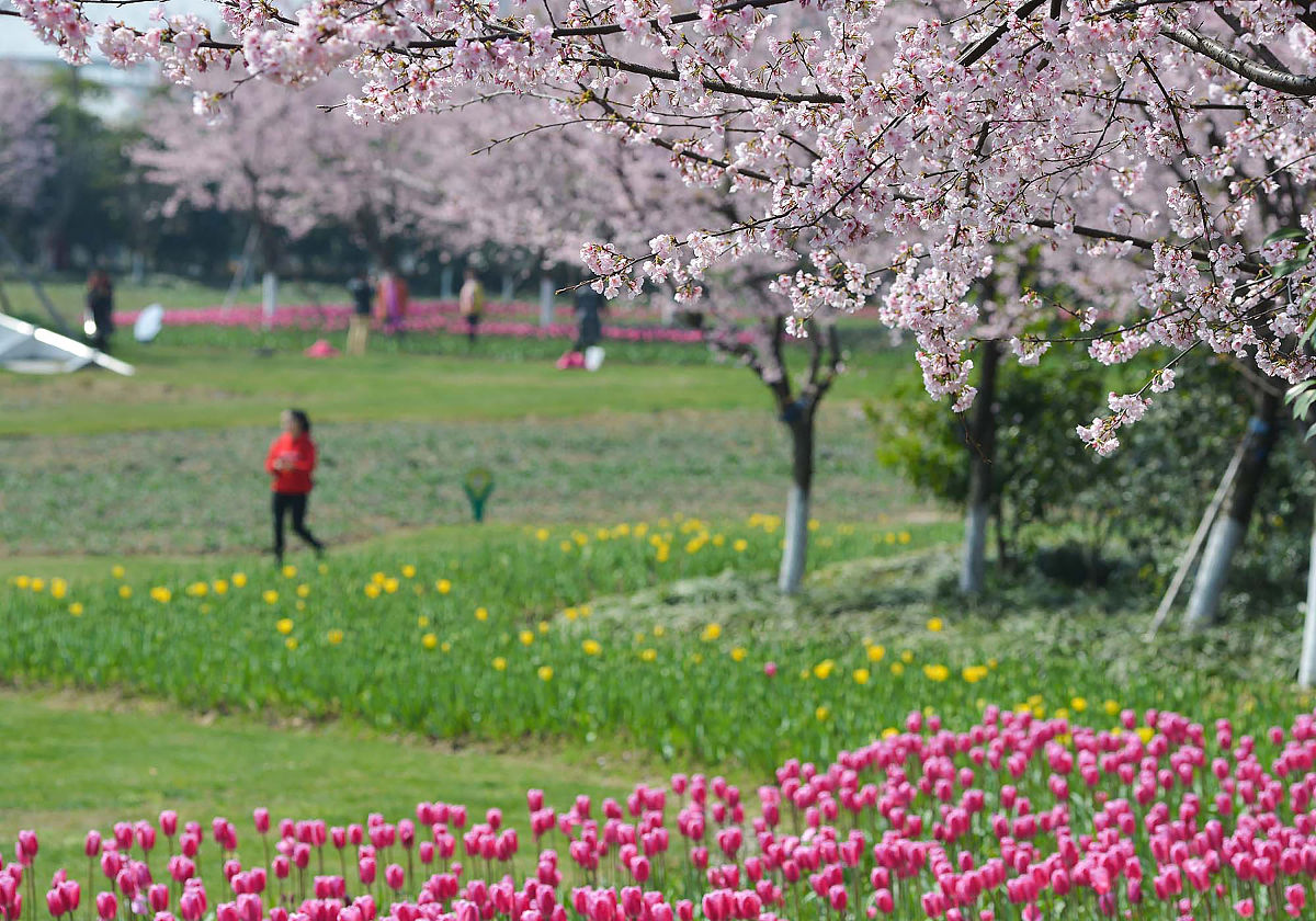 黄山湖春景：绿草如茵，花香扑鼻，小松鼠跳跃，美不胜收！